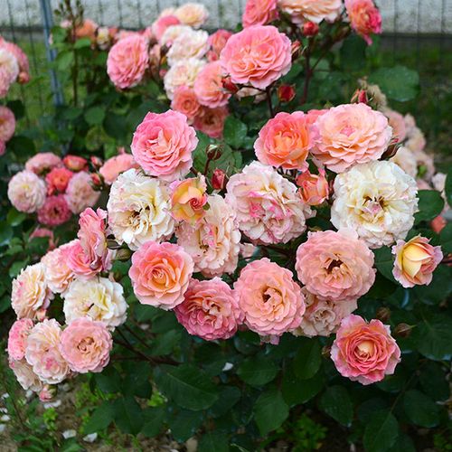 Rosen Shop - floribunda-grandiflora rosen  - rot-gelb - Rosa Michelle Bedrossian™ - duftlos - Dominique Massad - Ihre Blütenfarbe ändert sich durchgehend während des Blühens von Rot über Gelb bis Rosa.
